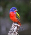 _2SB2955 painted bunting